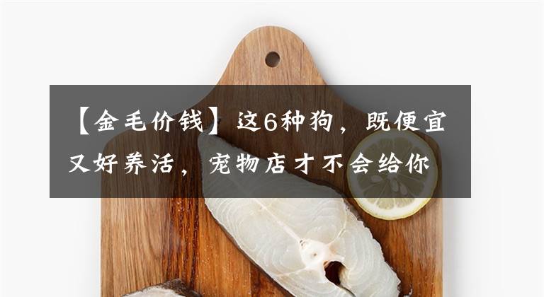 【金毛價錢】這6種狗，既便宜又好養(yǎng)活，寵物店才不會給你推薦