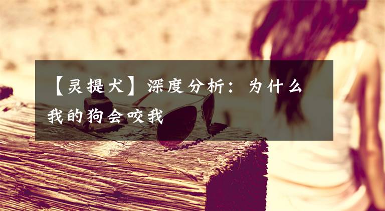 【靈提犬】深度分析：為什么我的狗會咬我