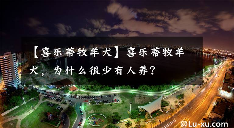 【喜樂蒂牧羊犬】喜樂蒂牧羊犬，為什么很少有人養(yǎng)？