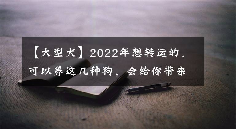 【大型犬】2022年想轉(zhuǎn)運的，可以養(yǎng)這幾種狗，會給你帶來好運