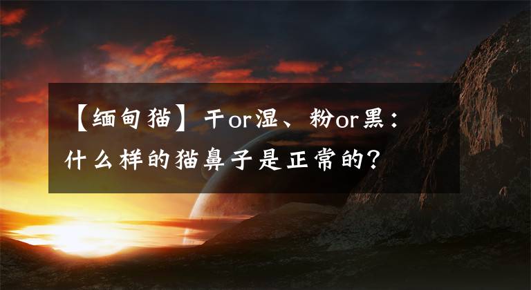 【緬甸貓】干or濕、粉or黑：什么樣的貓鼻子是正常的？