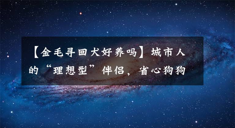 【金毛尋回犬好養(yǎng)嗎】城市人的“理想型”伴侶，省心狗狗大排行