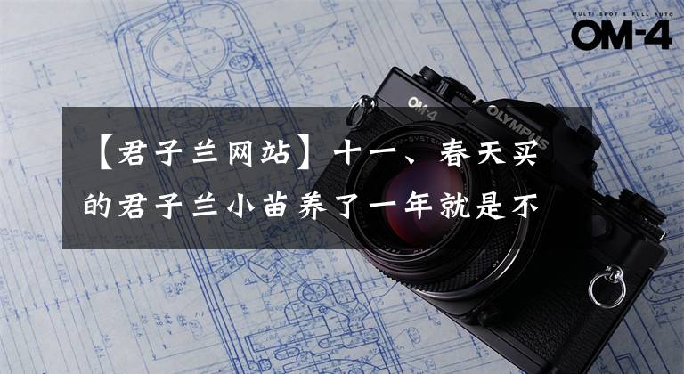 【君子蘭網(wǎng)站】十一、春天買的君子蘭小苗養(yǎng)了一年就是不長新葉子，是怎么回事？