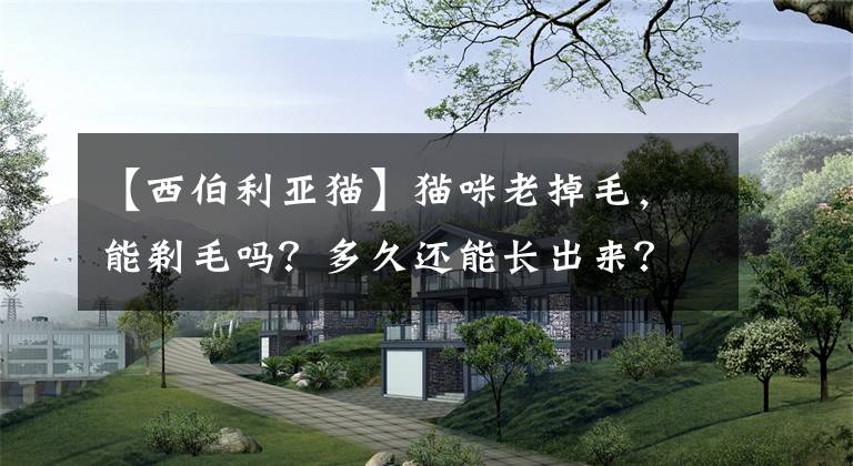 【西伯利亞貓】貓咪老掉毛，能剃毛嗎？多久還能長出來？