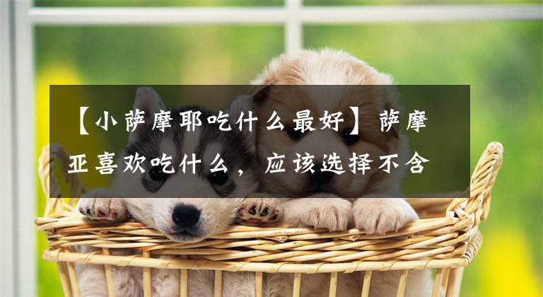 【小薩摩耶吃什么最好】薩摩亞喜歡吃什么，應該選擇不含脂肪的部分。