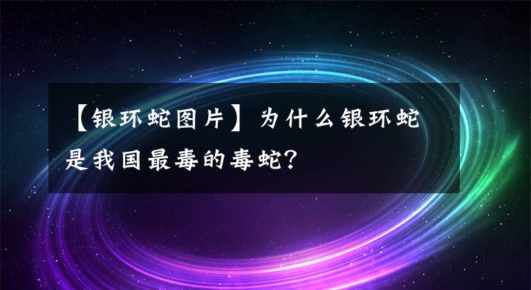 【銀環(huán)蛇圖片】為什么銀環(huán)蛇是我國最毒的毒蛇？