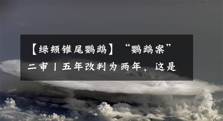 【綠頰錐尾鸚鵡】“鸚鵡案”二審丨五年改判為兩年，這是法律對常識和人情的回應(yīng)