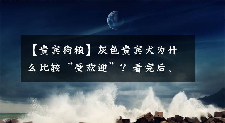 【貴賓狗糧】灰色貴賓犬為什么比較“受歡迎”？看完后，我也想養(yǎng)一只了