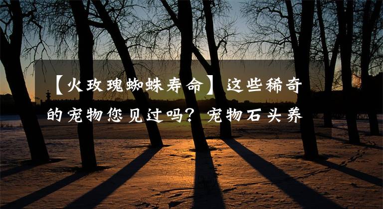 【火玫瑰蜘蛛壽命】這些稀奇的寵物您見過嗎？寵物石頭養(yǎng)過咩？