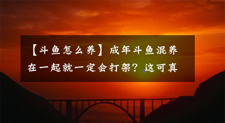 【斗魚怎么養(yǎng)】成年斗魚混養(yǎng)在一起就一定會(huì)打架？這可真不一定！