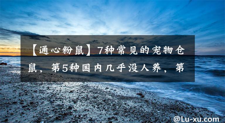 【通心粉鼠】7種常見的寵物倉鼠，第5種國內幾乎沒人養(yǎng)，第7種其實不算倉鼠