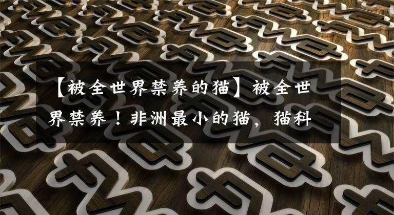 【被全世界禁養(yǎng)的貓】被全世界禁養(yǎng)！非洲最小的貓，貓科捕獵效率最高的“殺戮機(jī)器”