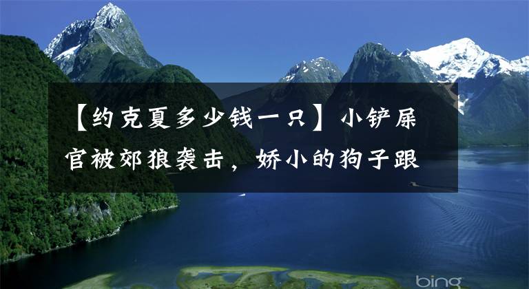 【約克夏多少錢一只】小鏟屎官被郊狼襲擊，嬌小的狗子跟郊狼拼了命也要救下她