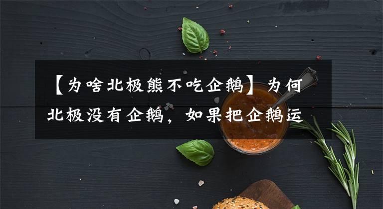 【為啥北極熊不吃企鵝】為何北極沒有企鵝，如果把企鵝運到北極會發(fā)生什么？還真有人干過