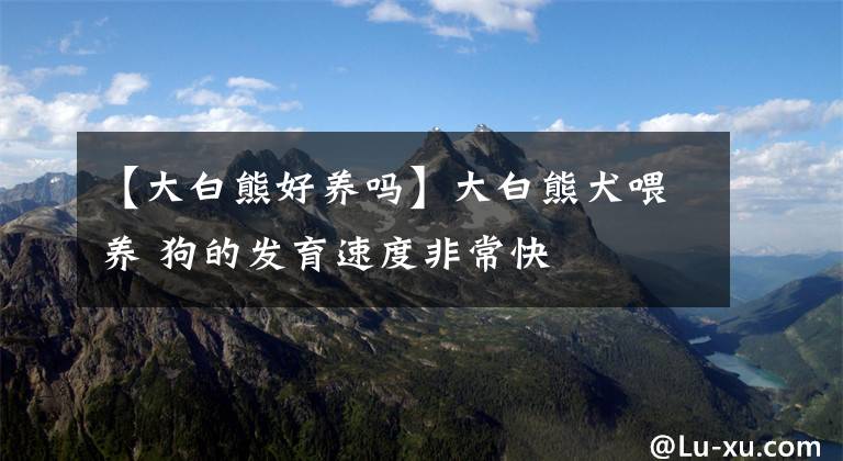 【大白熊好養(yǎng)嗎】大白熊犬喂養(yǎng) 狗的發(fā)育速度非?？?></a></div> <div   id=