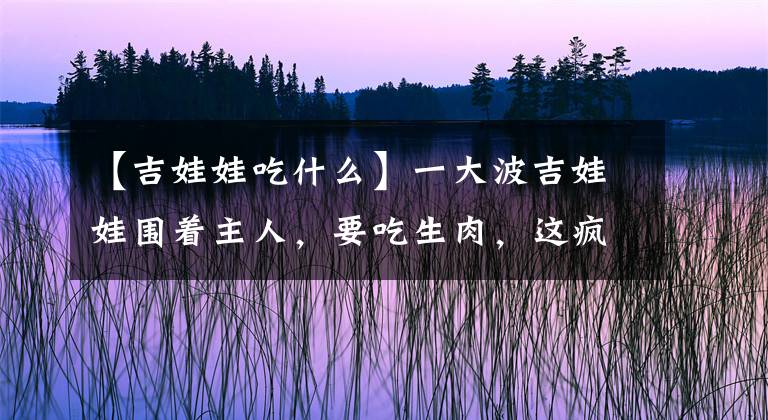 【吉娃娃吃什么】一大波吉娃娃圍著主人，要吃生肉，這瘋搶場面主人都招架不住了