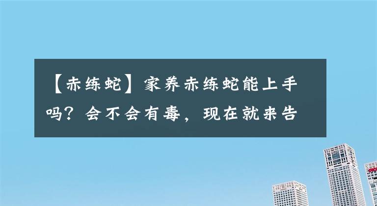 【赤練蛇】家養(yǎng)赤練蛇能上手嗎？會不會有毒，現(xiàn)在就來告訴你！