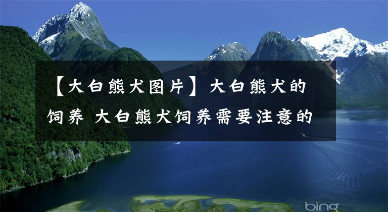 【大白熊犬圖片】大白熊犬的飼養(yǎng) 大白熊犬飼養(yǎng)需要注意的事項(xiàng)