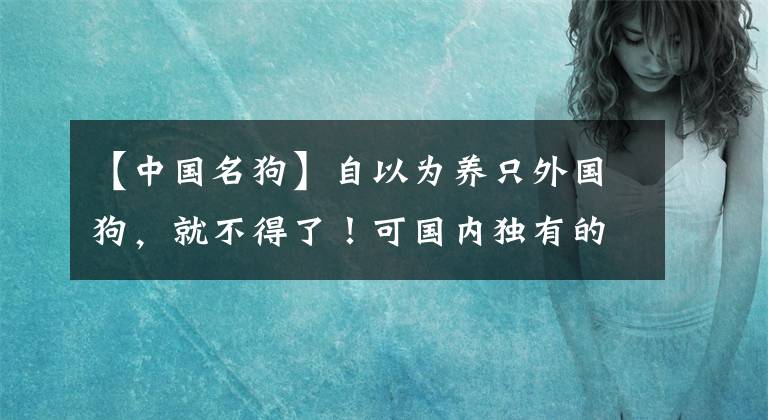 【中國名狗】自以為養(yǎng)只外國狗，就不得了！可國內(nèi)獨有的幾種名犬你知道嗎？