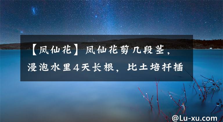 【鳳仙花】鳳仙花剪幾段莖，浸泡水里4天長(zhǎng)根，比土培扦插繁殖快多了