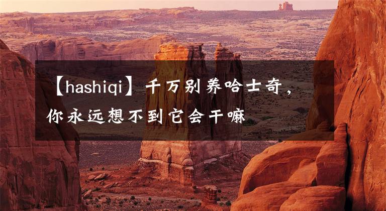 【hashiqi】千萬(wàn)別養(yǎng)哈士奇，你永遠(yuǎn)想不到它會(huì)干嘛