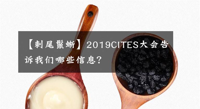 【刺尾鬣蜥】2019CITES大會(huì)告訴我們哪些信息？