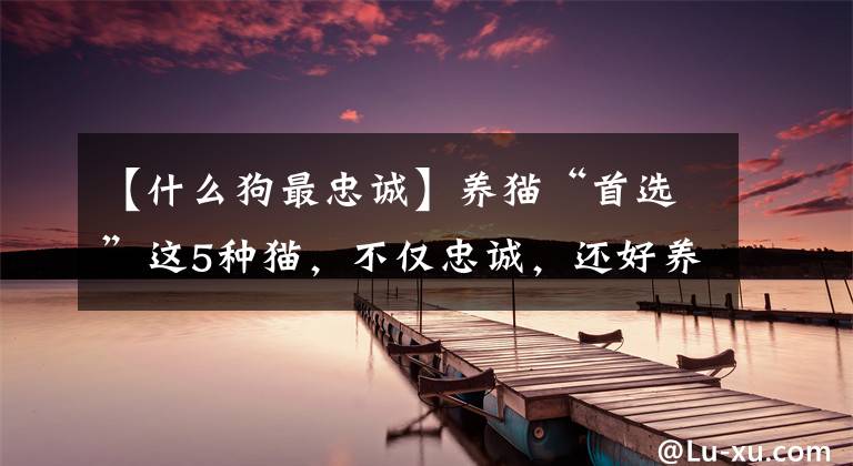 【什么狗最忠誠】養(yǎng)貓“首選”這5種貓，不僅忠誠，還好養(yǎng)