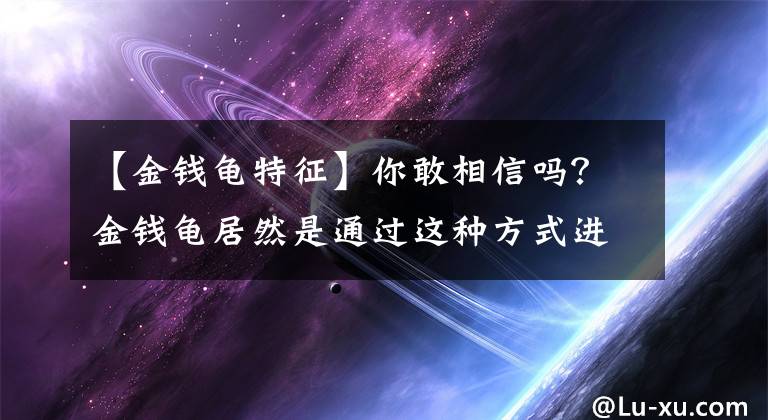 【金錢龜特征】你敢相信嗎？金錢龜居然是通過這種方式進(jìn)行繁殖的