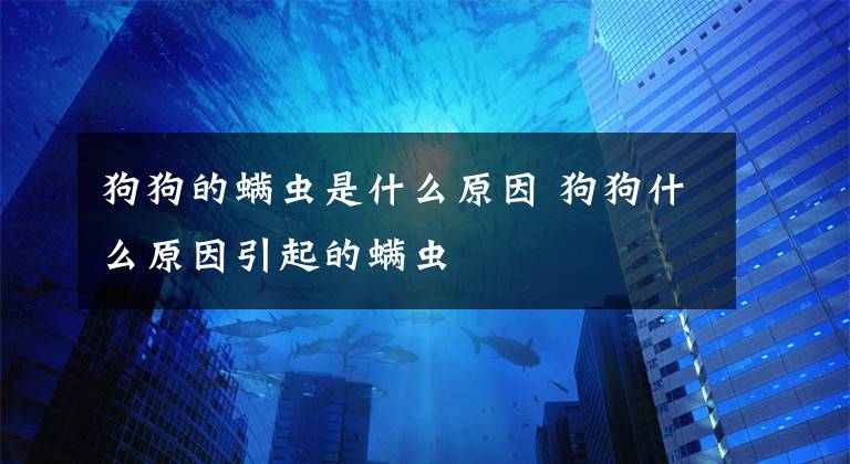 狗狗的螨蟲是什么原因 狗狗什么原因引起的螨蟲