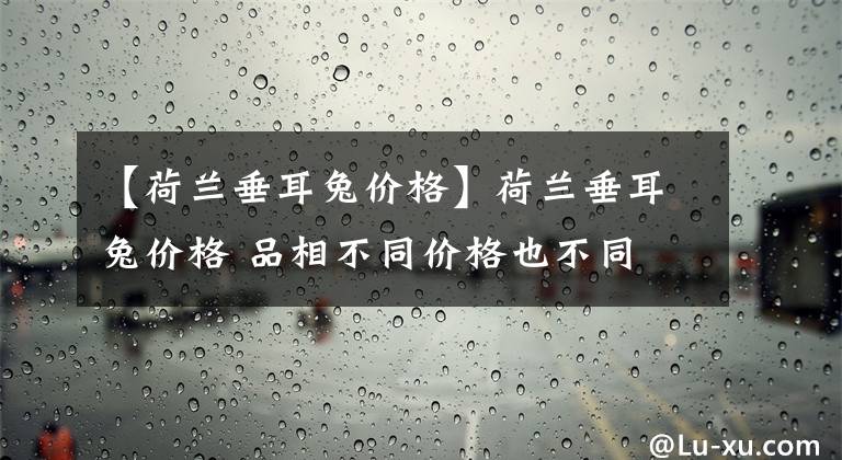 【荷蘭垂耳兔價(jià)格】荷蘭垂耳兔價(jià)格 品相不同價(jià)格也不同