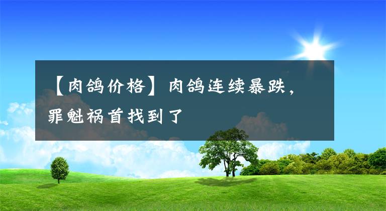 【肉鴿價格】肉鴿連續(xù)暴跌，罪魁禍首找到了