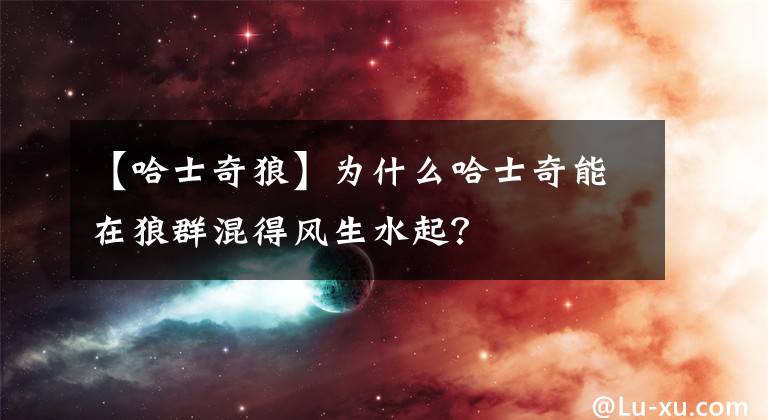 【哈士奇狼】為什么哈士奇能在狼群混得風(fēng)生水起？