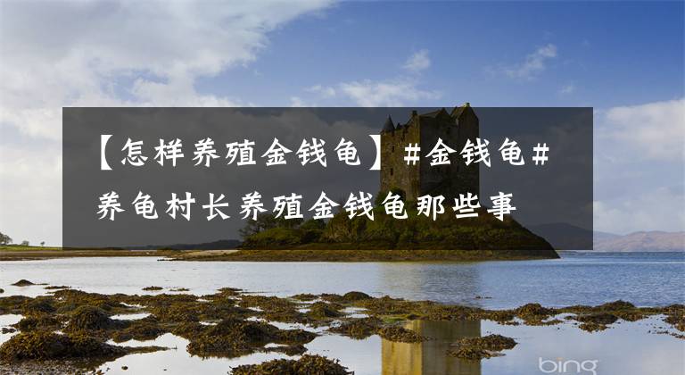 【怎樣養(yǎng)殖金錢龜】#金錢龜# 養(yǎng)龜村長養(yǎng)殖金錢龜那些事