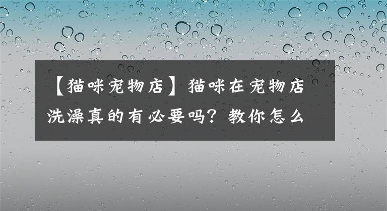 【貓咪寵物店】貓咪在寵物店洗澡真的有必要嗎？教你怎么在家洗出寵物店的效果