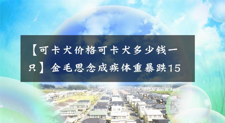 【可卡犬價格可卡犬多少錢一只】金毛思念成疾體重暴跌15斤，幸運巧遇可卡犬，彼此陪伴獲新生