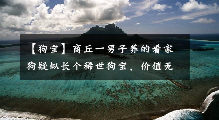 【狗寶】商丘一男子養(yǎng)的看家狗疑似長個(gè)稀世狗寶，價(jià)值無法估量