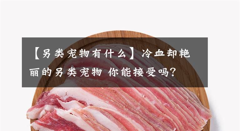 【另類寵物有什么】冷血卻艷麗的另類寵物 你能接受嗎？