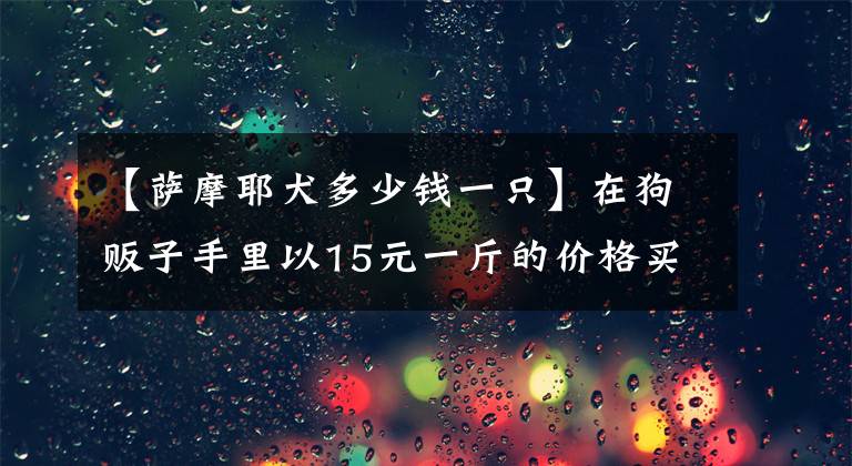 【薩摩耶犬多少錢一只】在狗販子手里以15元一斤的價(jià)格買到一只白色薩摩耶