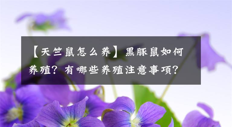 【天竺鼠怎么養(yǎng)】黑豚鼠如何養(yǎng)殖？有哪些養(yǎng)殖注意事項？