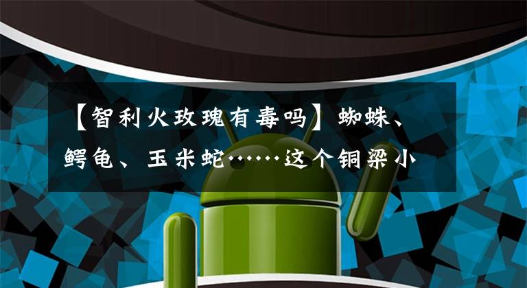 【智利火玫瑰有毒嗎】蜘蛛、鱷龜、玉米蛇……這個(gè)銅梁小伙，家有“毒寵”