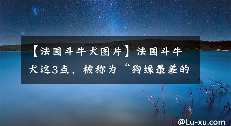 【法國(guó)斗牛犬圖片】法國(guó)斗牛犬這3點(diǎn)，被稱為“狗緣最差的狗”