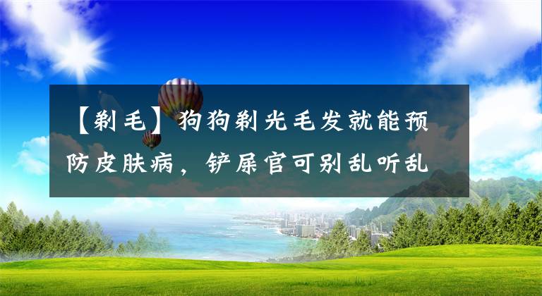 【剃毛】狗狗剃光毛發(fā)就能預(yù)防皮膚病，鏟屎官可別亂聽亂信，驅(qū)蟲才是關(guān)鍵