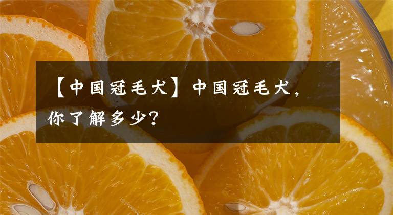 【中國冠毛犬】中國冠毛犬，你了解多少？