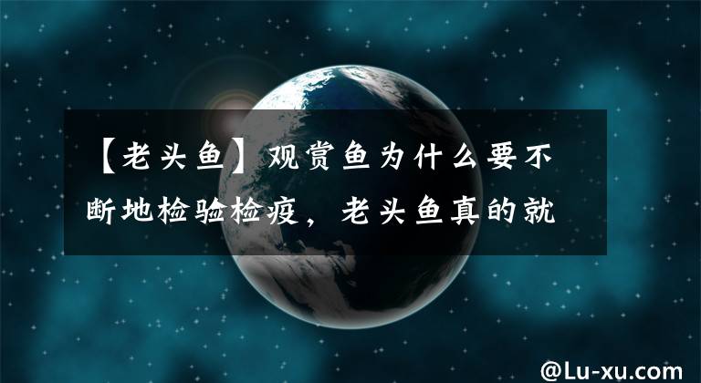 【老頭魚】觀賞魚為什么要不斷地檢驗檢疫，老頭魚真的就停止生長了嗎？