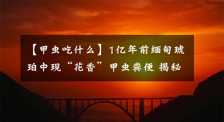 【甲蟲吃什么】1億年前緬甸琥珀中現(xiàn)“花香”甲蟲糞便 揭秘新傳粉方式