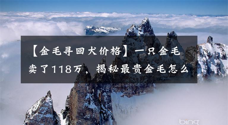 【金毛尋回犬價(jià)格】一只金毛賣了118萬(wàn)，揭秘最貴金毛怎么養(yǎng)成