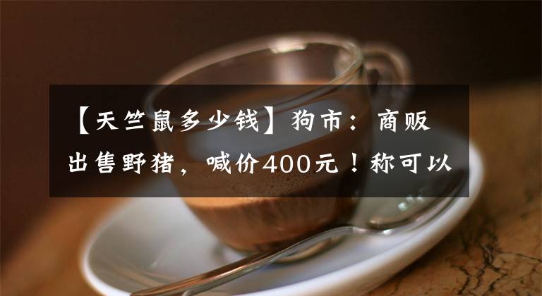 【天竺鼠多少錢】狗市：商販出售野豬，喊價400元！稱可以做寵物養(yǎng)