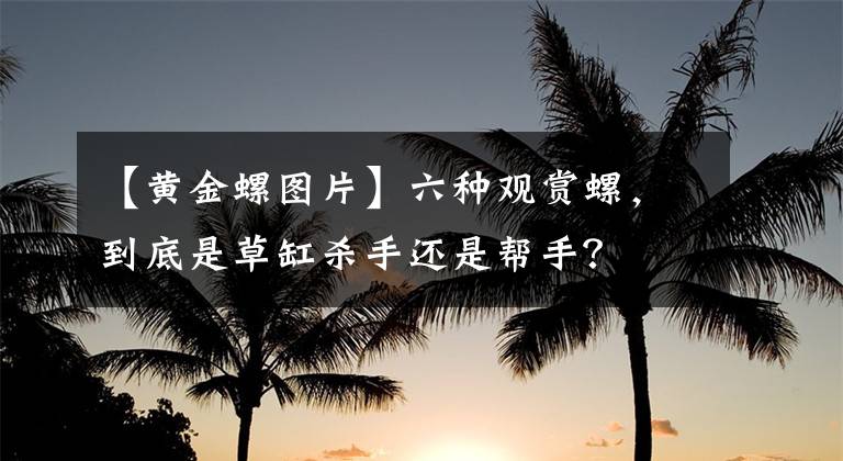 【黃金螺圖片】六種觀賞螺，到底是草缸殺手還是幫手？