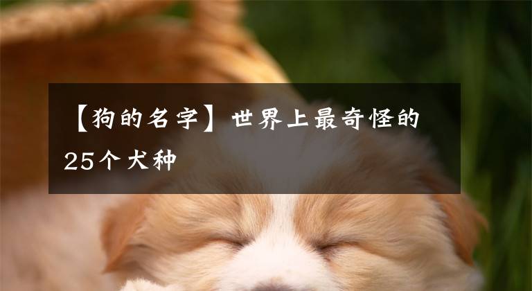 【狗的名字】世界上最奇怪的25個(gè)犬種