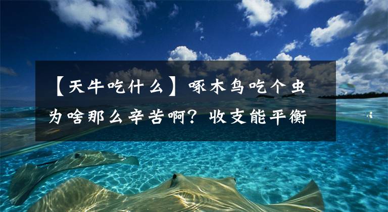 【天牛吃什么】啄木鳥吃個蟲為啥那么辛苦啊？收支能平衡嗎？